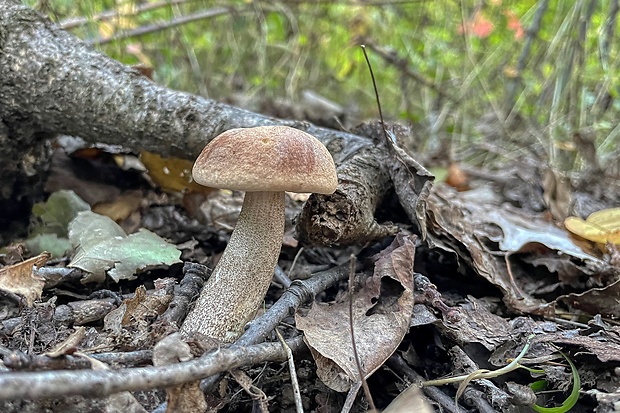 kozák topoľový Leccinum duriusculum (Schulzer ex Kalchbr.) Singer