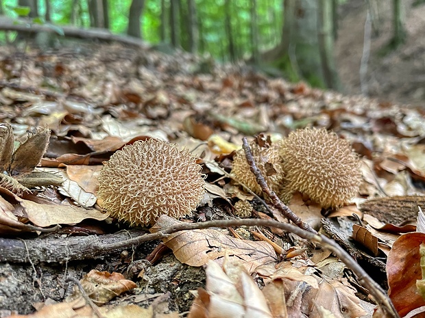 prášnica pichliačová Lycoperdon echinatum Pers.