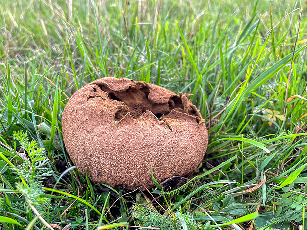 rozpadavec dlabaný Lycoperdon utriforme Bull.