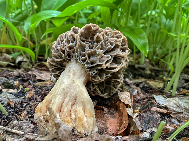 smrčok jedlý Morchella esculenta (L.) Pers.