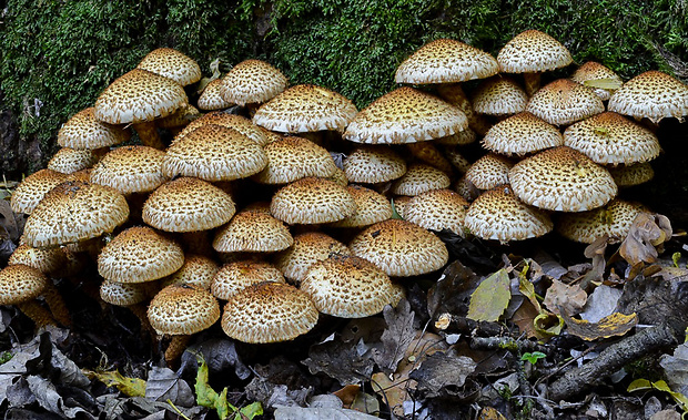 šupinovka šupinatá Pholiota squarrosa (Vahl) P. Kumm.