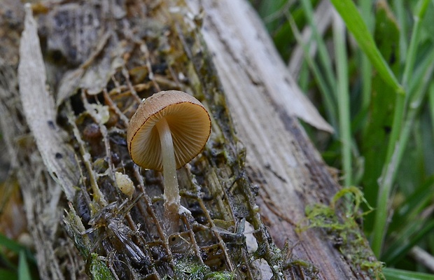 drobuľka pálková Psathyrella typhae (Kalchbr.) A. Pearson & Dennis