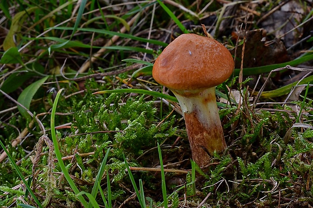 masliak smrekovcový Suillus grevillei (Klotzsch) Singer