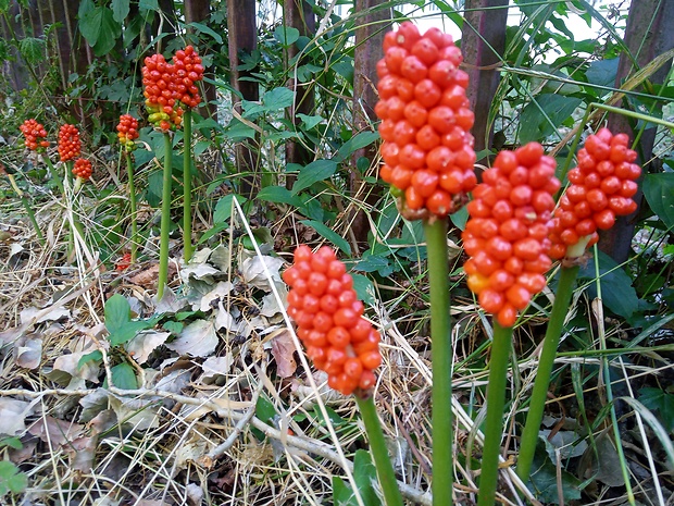 áron alpský Arum alpinum Schott et Kotschy