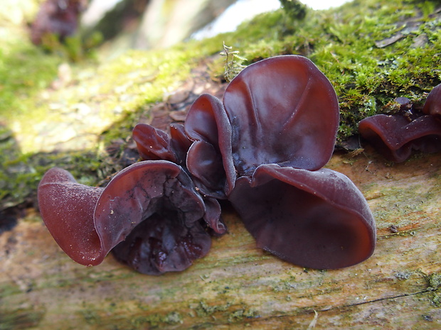 uchovec bazový Auricularia auricula-judae (Bull.) Quél.