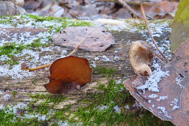 uchovec bazový Auricularia auricula-judae (Bull.) Quél.