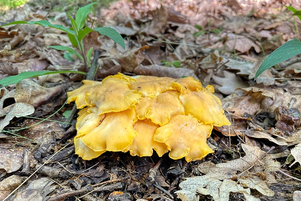 kuriatko jedlé Cantharellus cibarius Fr.