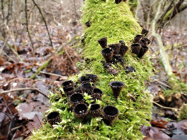 čiaškovec pásikavý Cyathus striatus (Huds.) Willd.