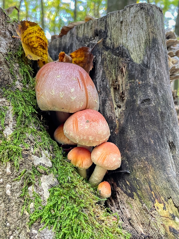 strapcovka tehlovočervená Hypholoma lateritium (Schaeff.) P. Kumm.