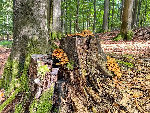 šupinačka menlivá - biotop Kuehneromyces mutabilis (Schaeff.) Singer & A.H. Sm.