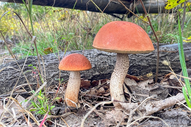 kozák dubový Leccinum aurantiacum (Bull.) Gray