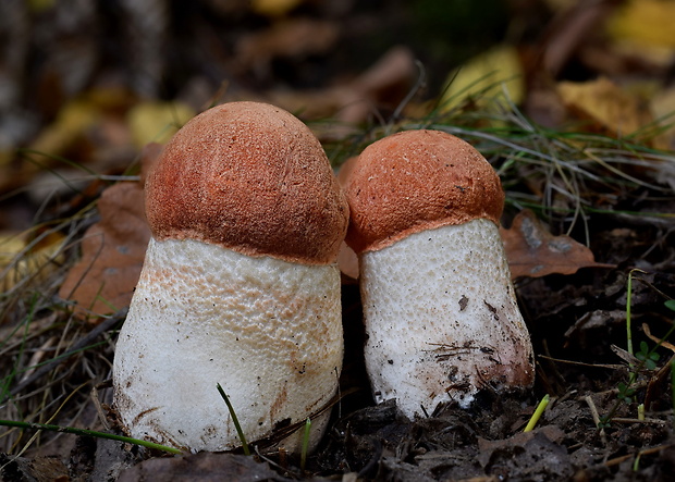 kozák dubový Leccinum aurantiacum (Bull.) Gray