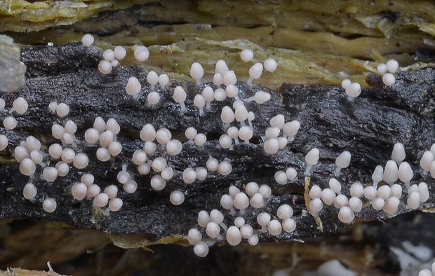 slizovka Myxomycetes