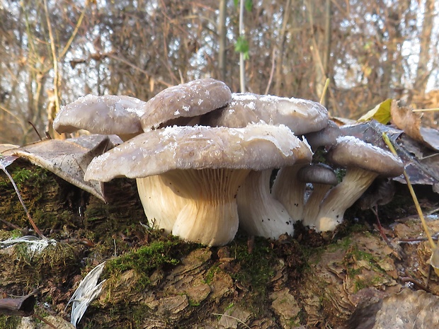 hliva ustricovitá Pleurotus ostreatus (Jacq.) P. Kumm.