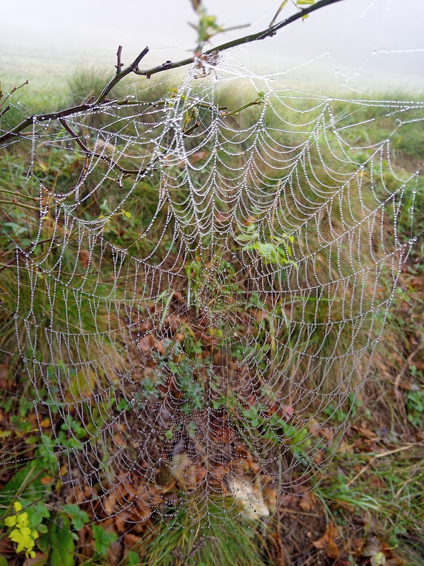 pavučina aranea telam