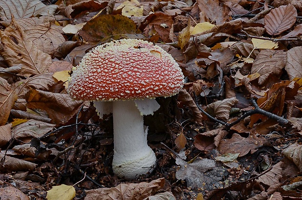 muchotrávka červená Amanita muscaria (L.) Lam.