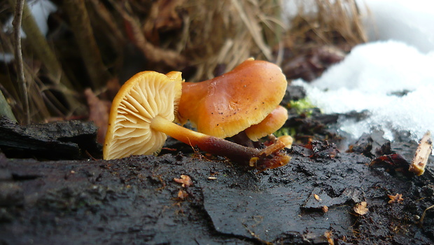 plamienka Flammulina sp.