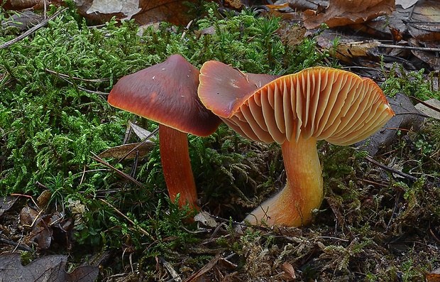 lúčnica granátovočervená Hygrocybe punicea (Fr.) P. Kumm.