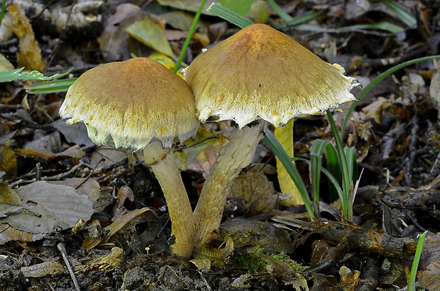 vláknica Inocybe sp.