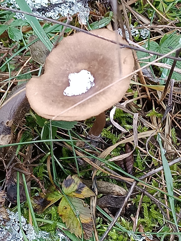 tmavuľka obyčajná Melanoleuca melaleuca (Pers.) Murrill