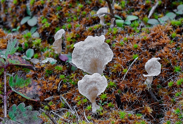 rebrovička lopatkovitá Arrhenia spathulata (Fr.) Redhead