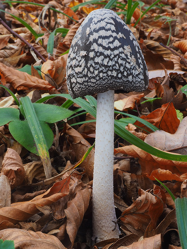 hnojník strakatý Coprinopsis picacea (Bull.) Redhead, Vilgalys & Moncalvo