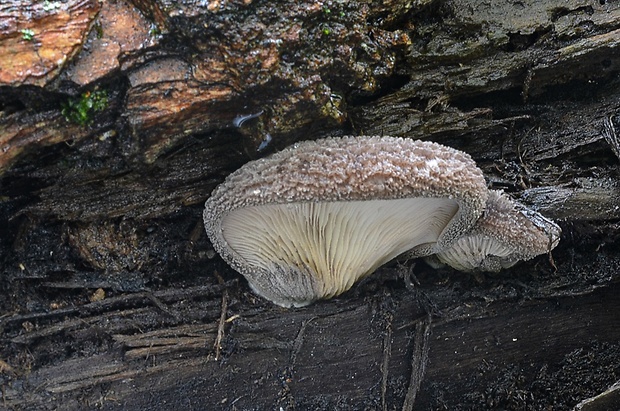 lastúrka plstnatá Hohenbuehelia mastrucata (Fr.) Singer