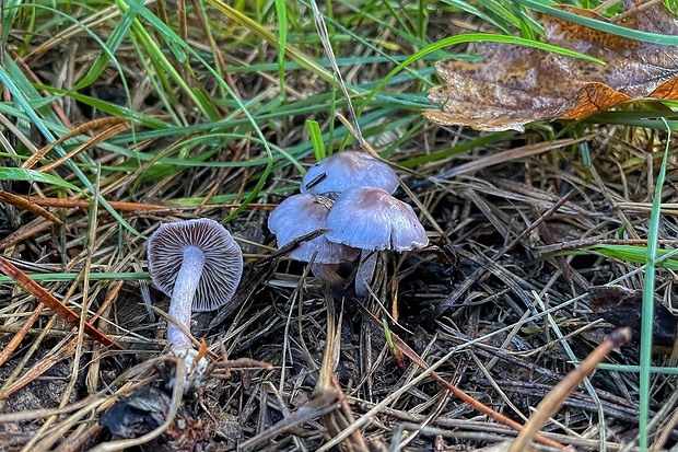 vláknica hlinovolupeňová Inocybe geophylla P. Kumm.