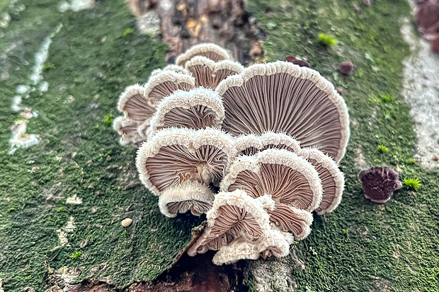 klanolupeňovka obyčajná Schizophyllum commune Fr.