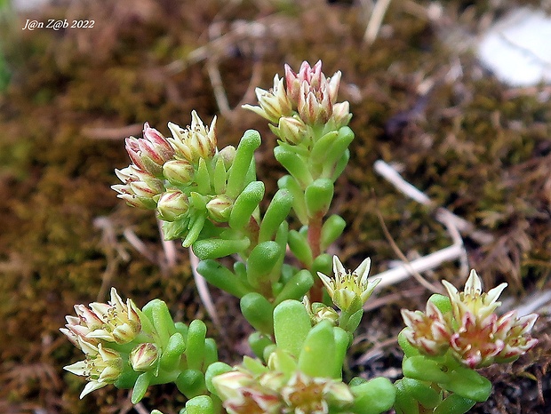 rozchodník černastý Sedum atratum L.