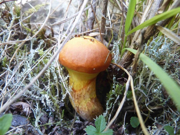 masliak smrekovcový Suillus grevillei (Klotzsch) Singer