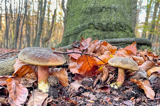 suchohríb žltomäsový Xerocomellus chrysenteron (Bull.) Šutara