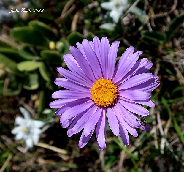 astra alpínska Aster alpinus L.