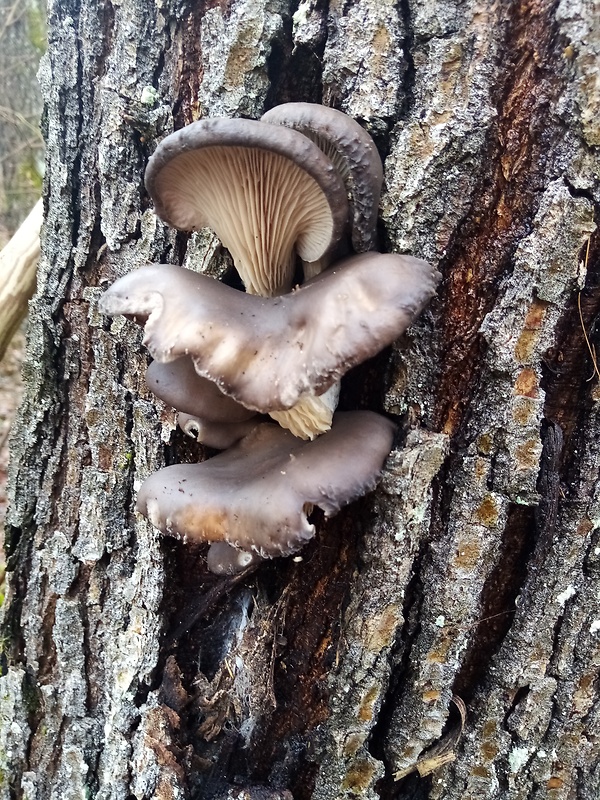 hliva ustricovitá Pleurotus ostreatus (Jacq.) P. Kumm.