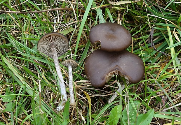 hodvábnica hodvábna Entoloma sericeum Quél.