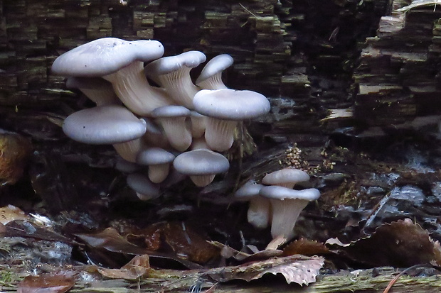 hliva ustricovitá modrastá Pleurotus columbinus Quél.