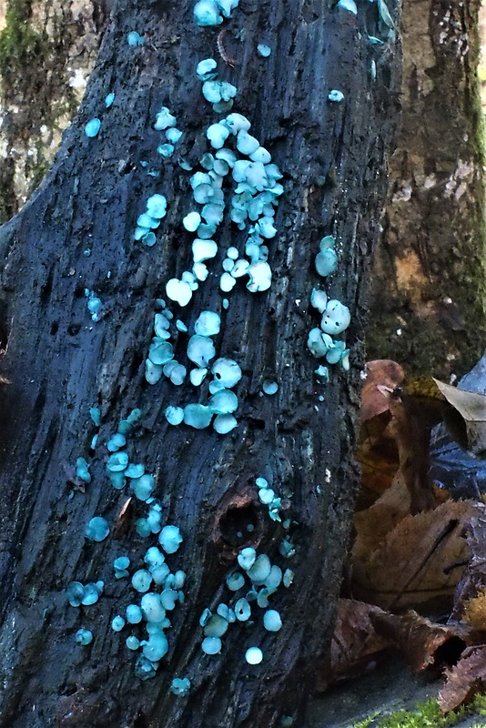 zelenica Chlorociboria sp.