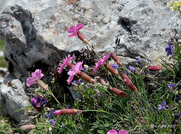 klinček Dianthus sylvestris Wulfen