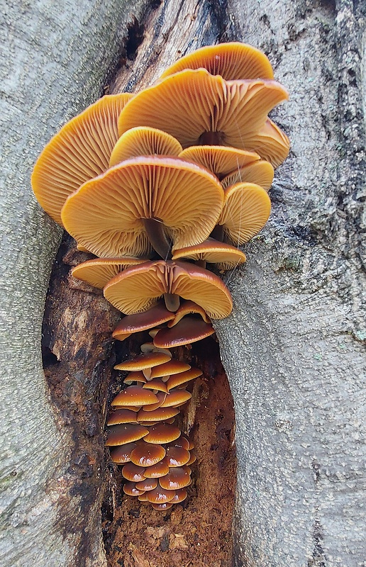 plamienka Flammulina sp.