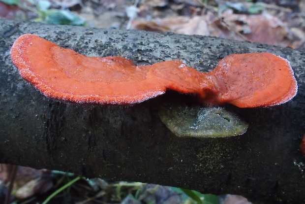 červenica rumelková Pycnoporus cinnabarinus (Jacq.) P. Karst.