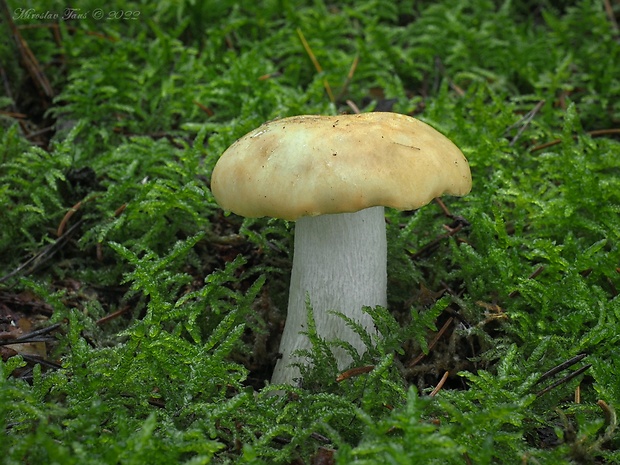 plávka hlinovožltá Russula ochroleuca Fr.