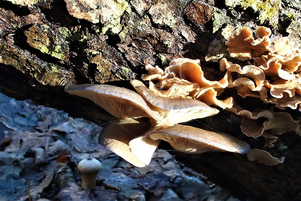 pňovka neskorá Sarcomyxa serotina (Pers.) P. Karst.