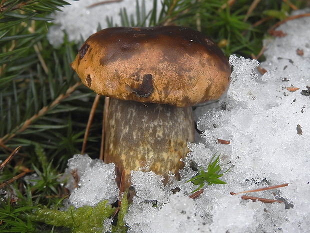 hríb zrnitohlúbikový Sutorius luridiformis (Rostk.) G. Wu & Zhu L. Yang