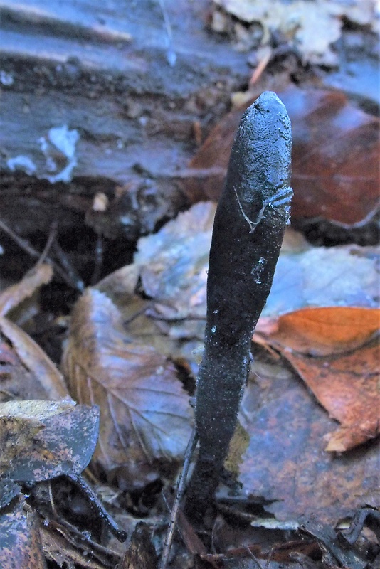 drevnatec Xylaria sp.