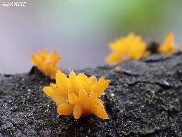 parôžkovec malý Calocera cornea (Fr.) Loud.