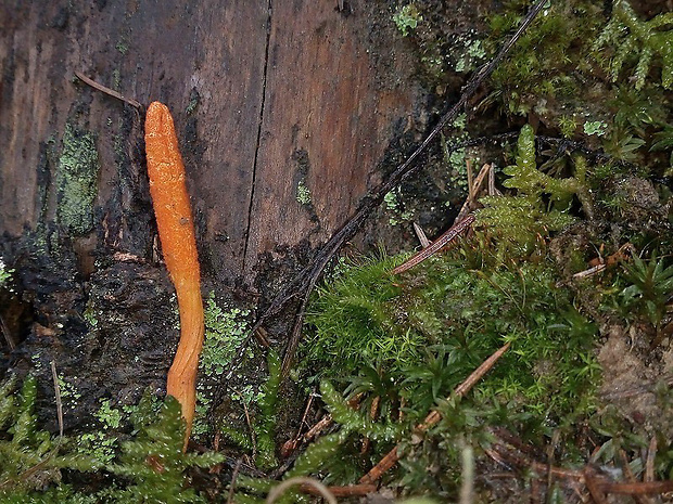 žezlovka hmyzová Cordyceps militaris (Fr.) Link