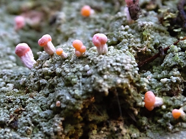 malohubka ružová Dibaeis baeomyces (L. f.) Rambold & Hertel