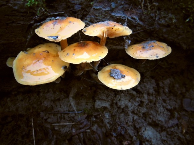 plamienka Flammulina sp.