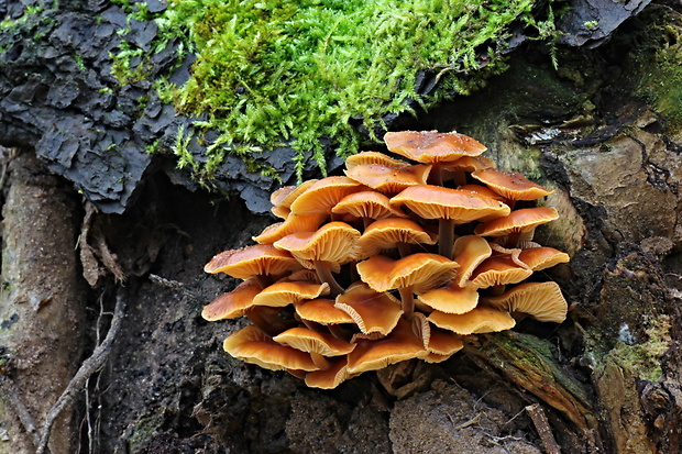 plamienka Flammulina sp.