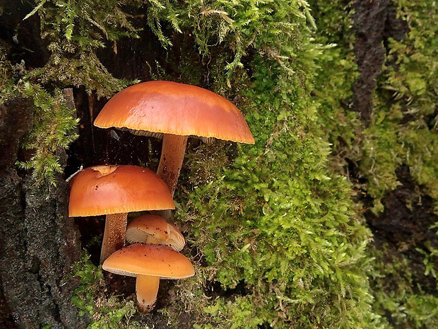 plamienka Flammulina sp.